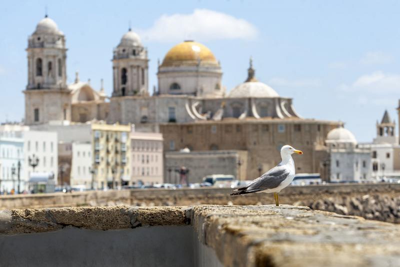 Turismo - Ayuntamiento de Cádiz  Catedral